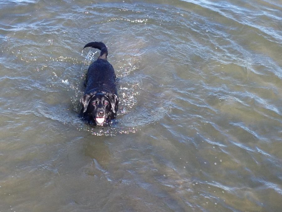 Mr. Nemeths pet labrador loves to retrieve in water!